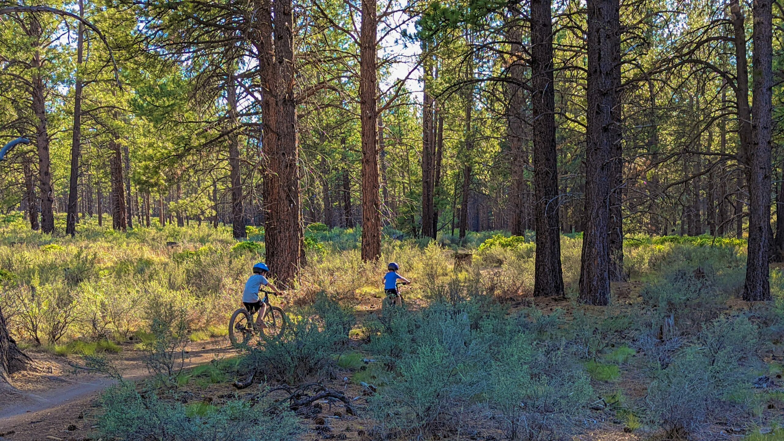 Wooded bicycle path.