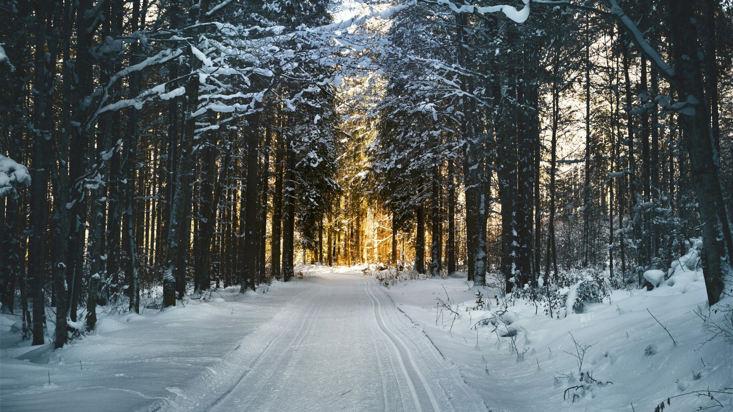 snowy road in forest